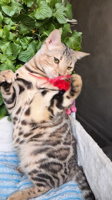 ШИКАРНЫЙ котик - Бенгал серебро