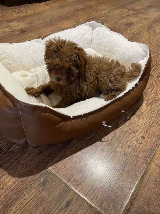 Пуделче Той момиче