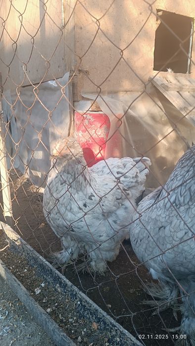 Продам куры брама семейка