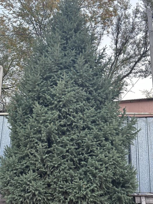 Елка 6 метровая в часном доме