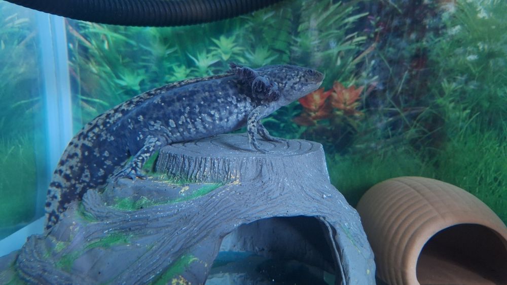 Аксолотль, в продаже  взрослые.