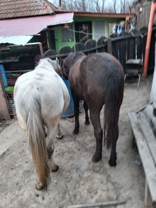 Iepe de vanzare Mehedinți