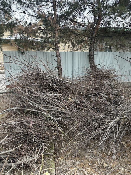 Daraxt shoxlari keb obketsela boldi