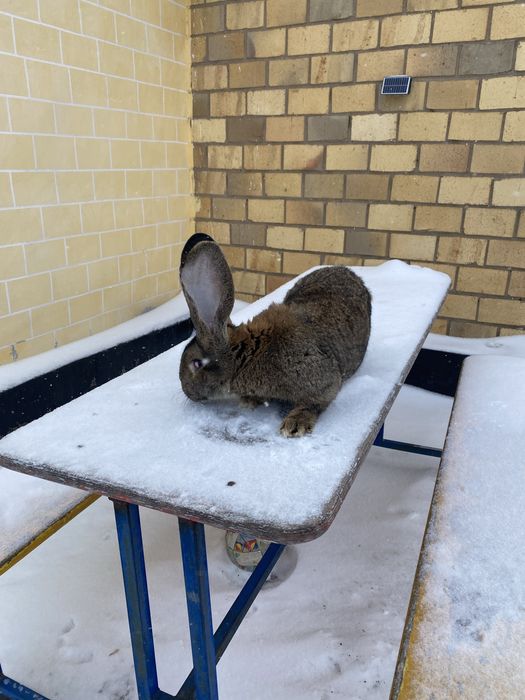 Продам кроликов миксы самцы или обмен