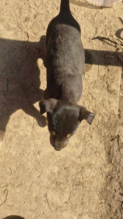 Отдам щенков в добрые руки