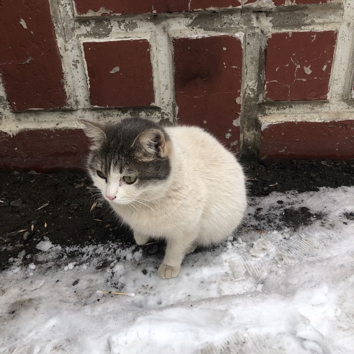 Бездомные животные . Кошки.