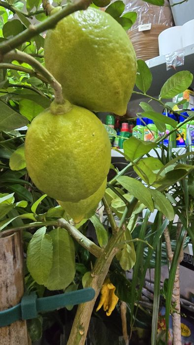 Дерево лимона с плодами. Лимон.  Цитрус.