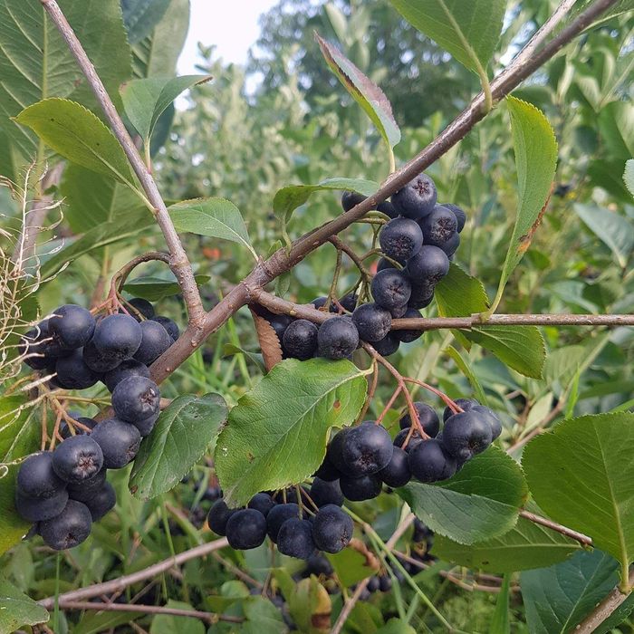 Fructe Aronia- Câmpina, Prahova