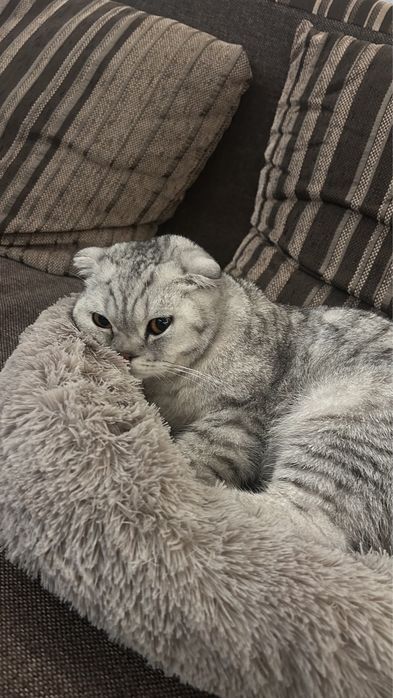 Шатланская Вислоухая мальчик