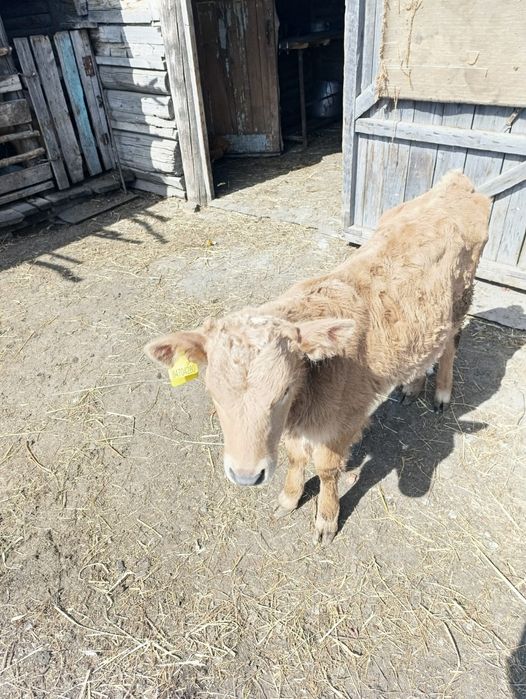 Продам тёлочка 2 месяца и одна неделя.