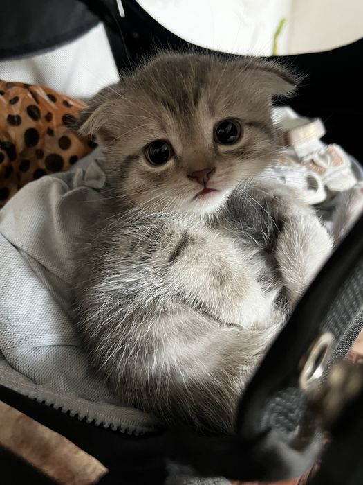 Котенок девочка
