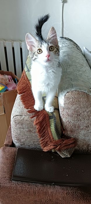 Котёнок в добрые руки