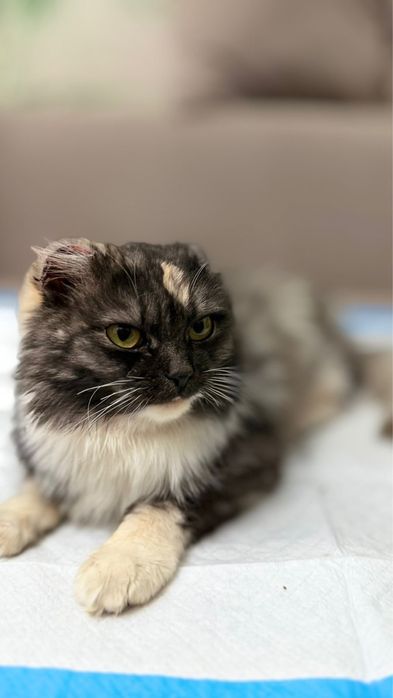 Пристраивается кошечка