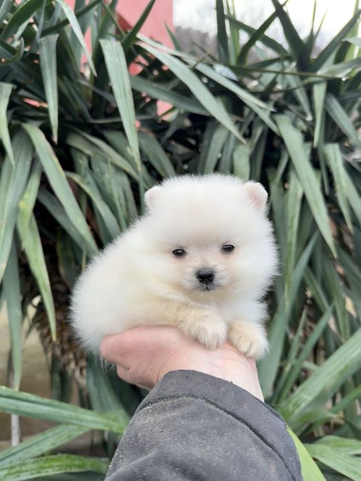 Померан мини момче. Померанче