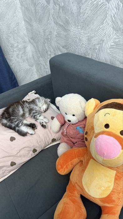 Коткенок мальчик