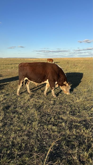 Бык бычки крс бука