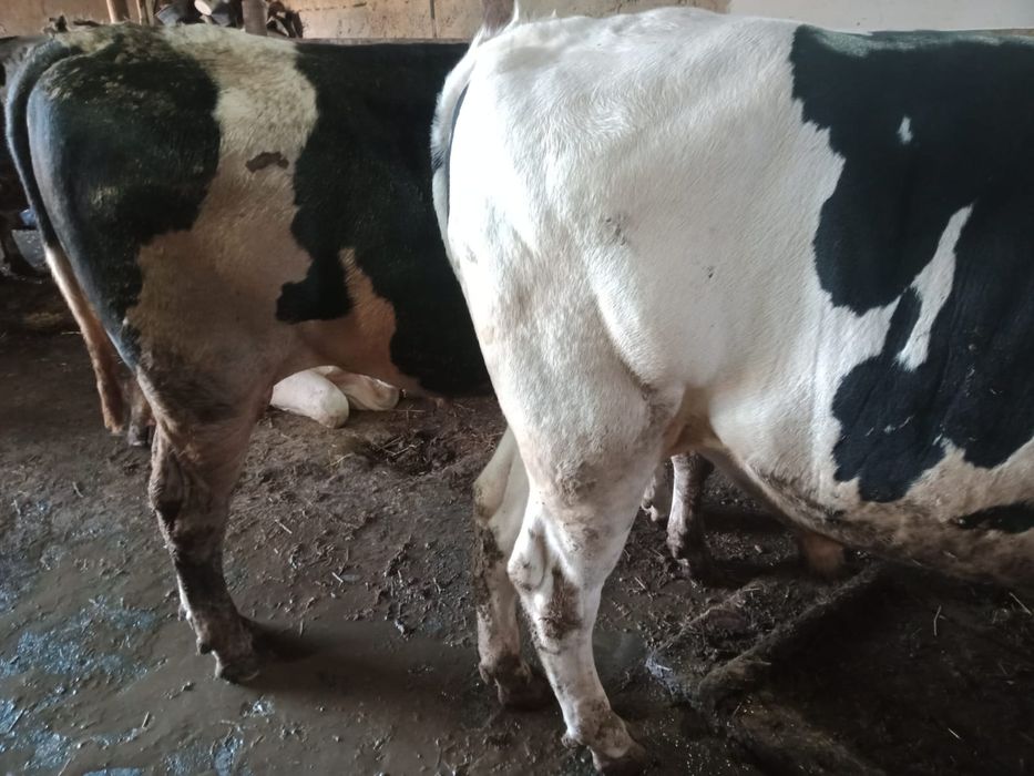 Курбандыкка 2 жасар букалар