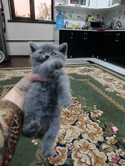 Mushukchalar sotiladi bir oylik