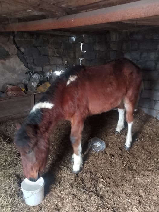 Еркек жабағы сатылады