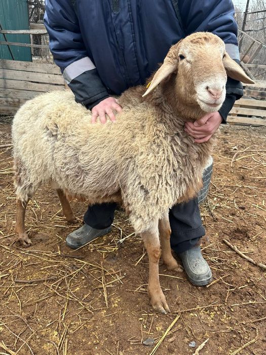 Продам двух кошкаров