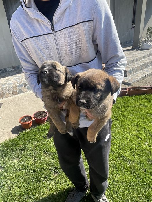 Pui lup belgian (malinois)