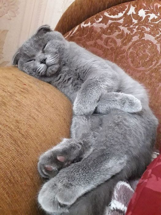 Assalomu alaykum mushuk yaxshi qoʻllarga sotiladi