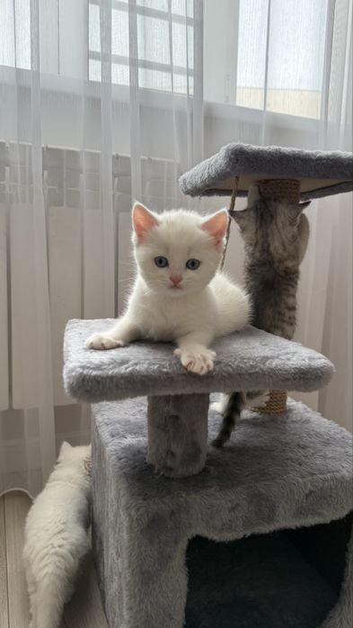 милые шотландские котята