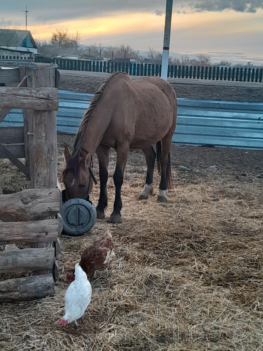 Продам лошадей жеребца и двух кабеля