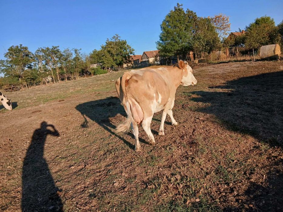 Vând două vaci baltate