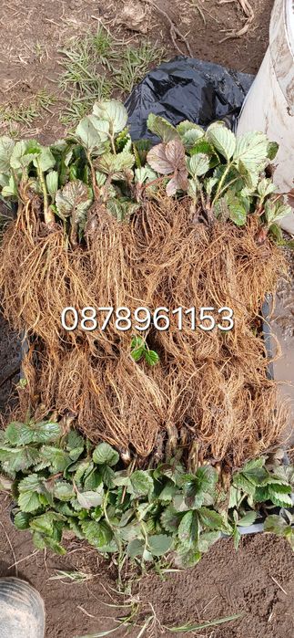 Целогодишни  Разсад ягоди и малини