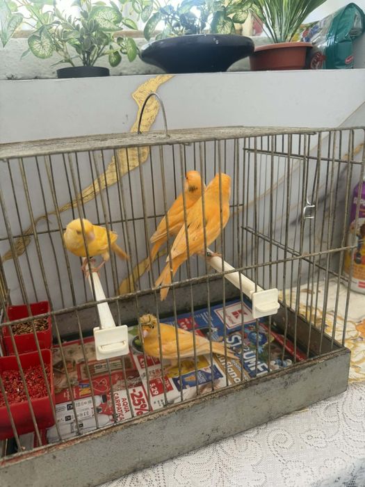 Canari de vînzare inelați, timbrado și de culoare pui de anul ăsta. Din ianuarie și februarie.