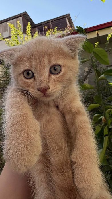 Породыстые котята