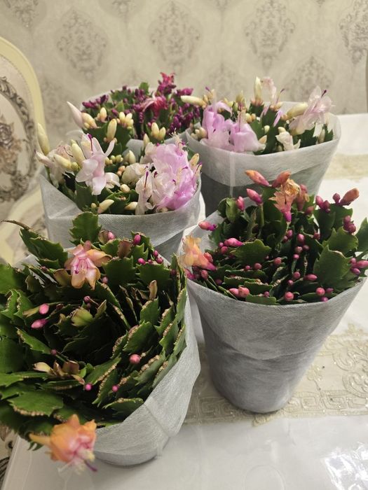 Декабрист по низкой цене