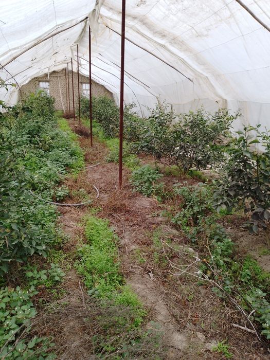 Чек сотилади 8 соток