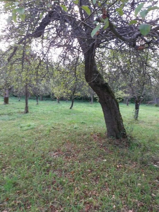 Продава се Парцел в с. Рибарица, Област Ловеч - 1765 кв.м за 26 €/кв.м - Снимка #9