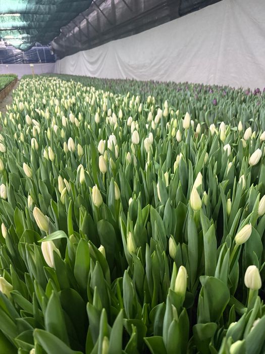 Тюльпаны на 8 марта , с теплицы!