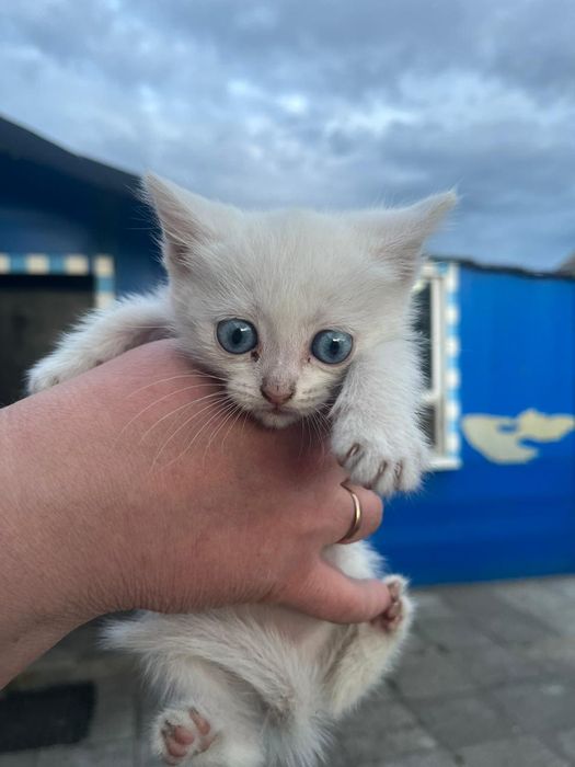 Отдам котят в добрые руки