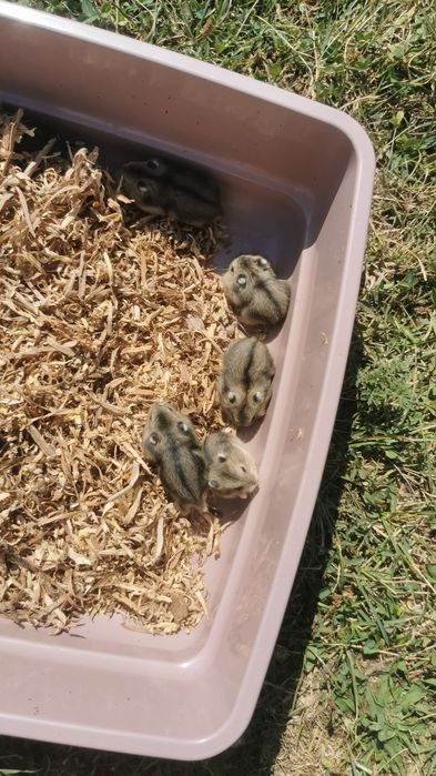 Vând hamsteri pitici