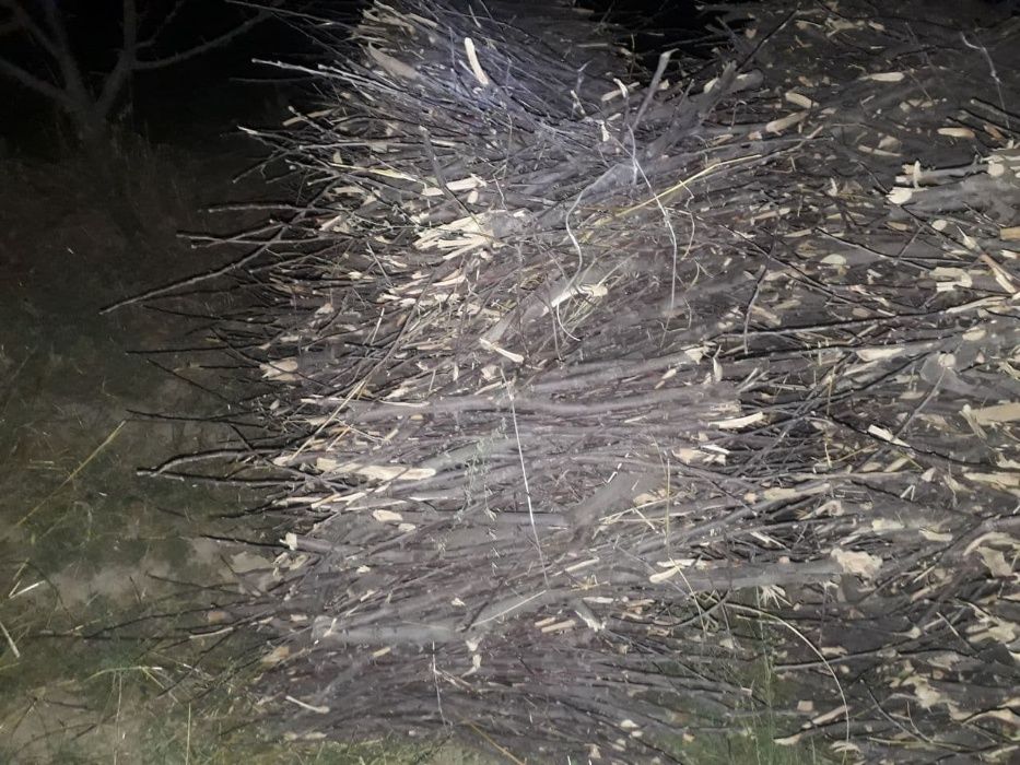 Утин Олма дарахтни буталгани