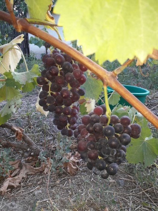 Продам черенки винограда 400тг.