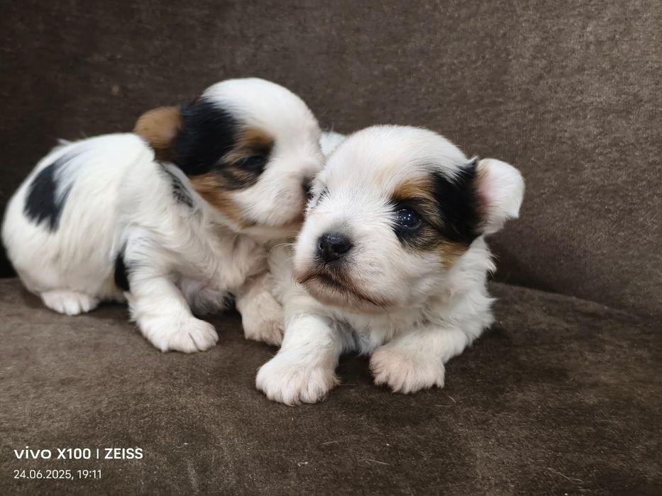 Очаровательные щенки бивер-йорка.