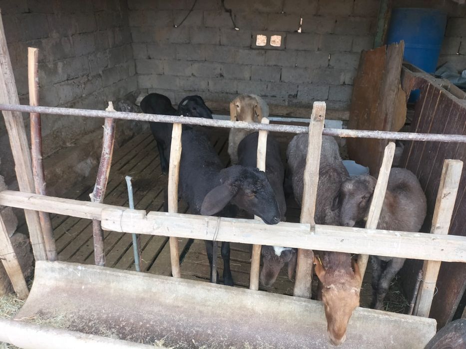 Қошқар мен қойлар сатылады жемде тұр