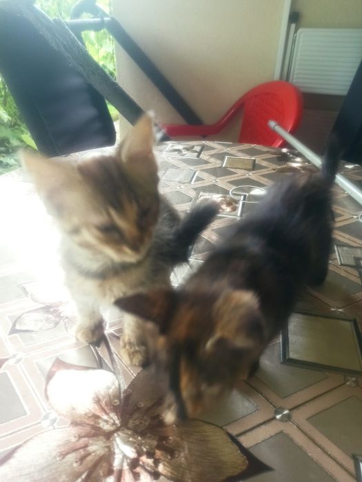 Dau spre adopție 2 pui de pisică  pufoși