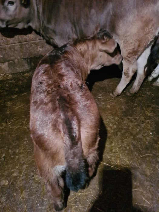 Vand doi taurasi de monta