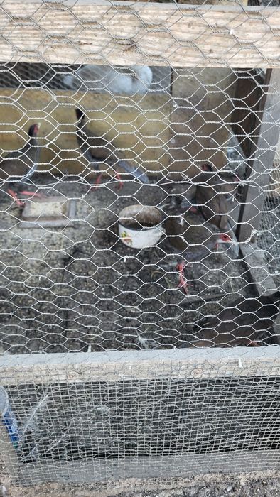 De vânzare fazani argintii tineret