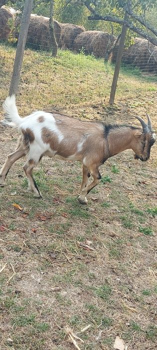Țap Alpin francez de vanzare