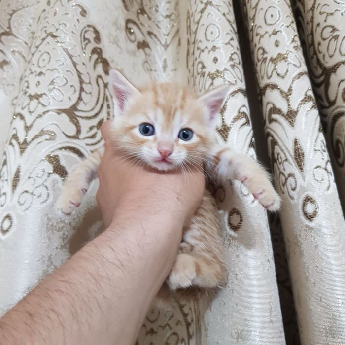 Скоттиш фолд гибрид