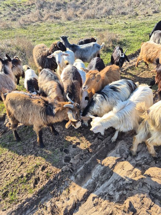 Capre fătate și depuse