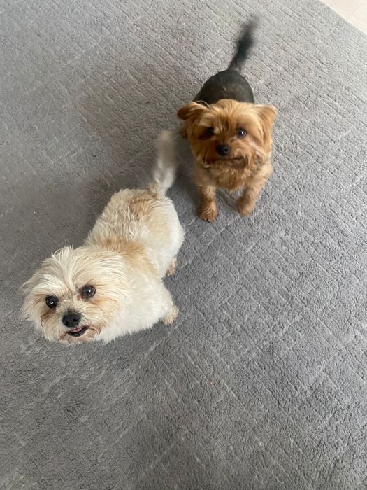 Pet-sitter- bona animale
