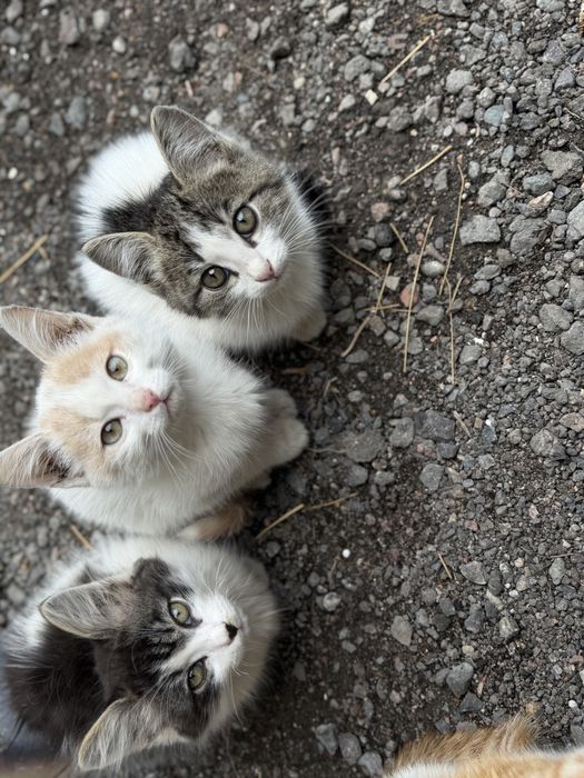 Отдам котят бесплатно